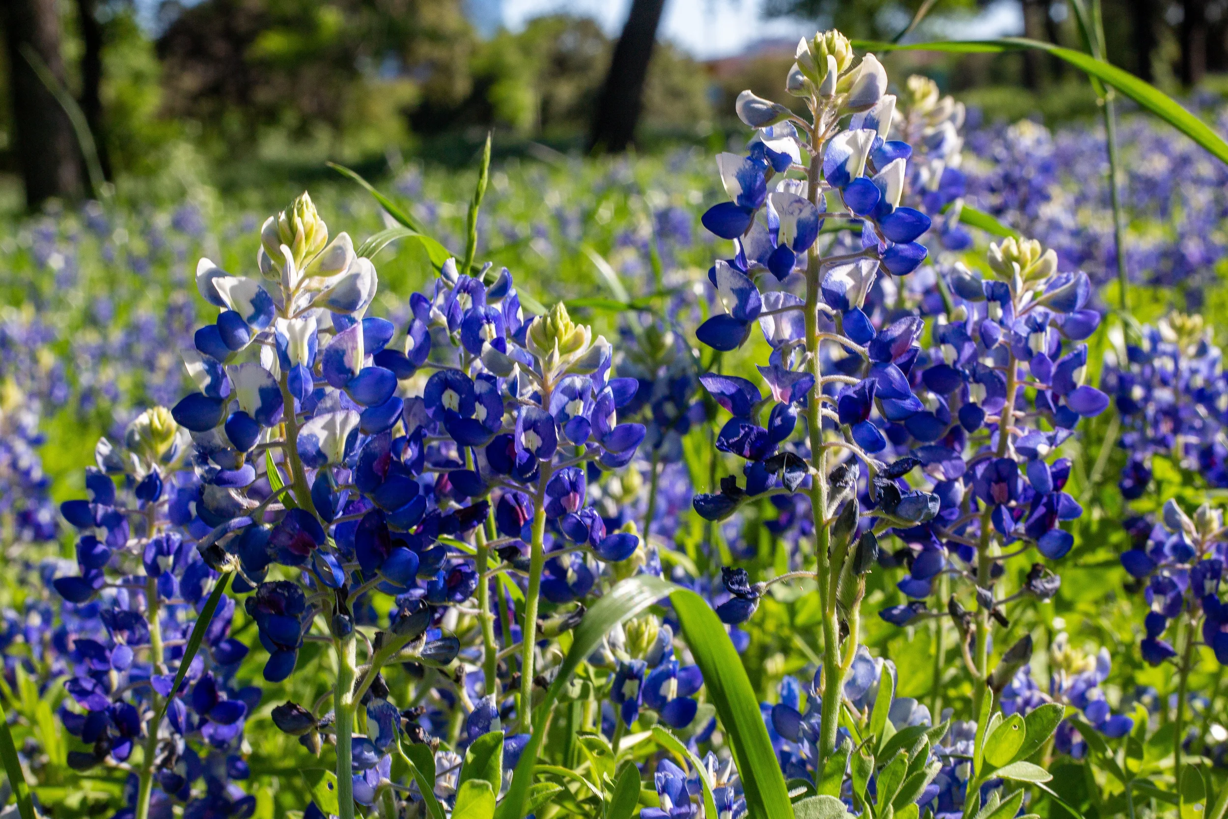 scenic-drives-in-texas-hill-country-al-s-hideaway